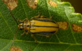 Xanthoura Leaf Beetle - Pestipedia