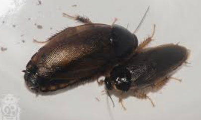 Xenoblatta Cockroaches - Pestipedia