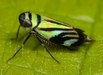 Xenochira Leafhopper - Pestipedia