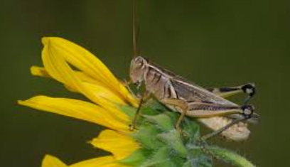 Xeric Habitat Grasshoppers - Pestipedia