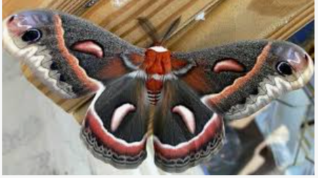Xerophyll Moth - Pestipedia