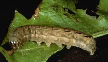 Xestia Cutworms - Pestipedia
