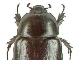 Yam Beetles - Pestipedia