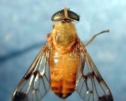 Yellow Flies - Pestipedia