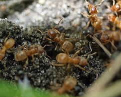 Yellow Meadow Ants - Pestipedia