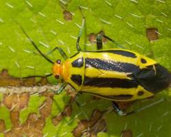 Yellow Plant Bugs - Pestipedia