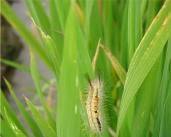 Yellow Rice Caterpillars - Pestipedia