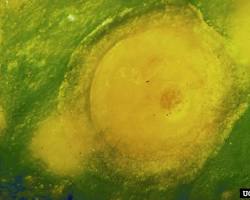 Yellow Scale Insects - Pestipedia