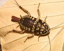 Yellow Spotted Roaches - Pestipedia