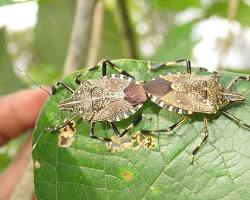 Yellow Spotted Stink Bugs - Pestipedia