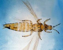 Yellow Thrips - Pestipedia