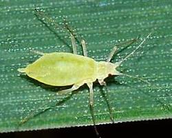 Yellow Wheat Aphids - Pestipedia
