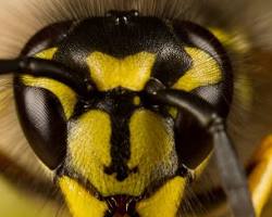 Yellowjackets - Pestipedia