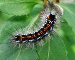 Yellowtail Caterpillar - Pestipedia