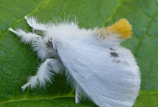Yellowtail Moth - Pestipedia