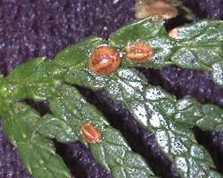Yew Scale - Pestipedia
