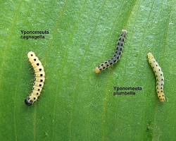 Yponomeuta Caterpillars - Pestipedia