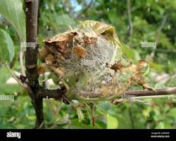 Yponomeuta Fruit Tree Moths - Pestipedia