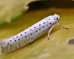 Yponomeuta Leaf Skeletonizers - Pestipedia