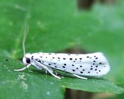 Yponomeuta Moths (Ermine Moths) - Pestipedia