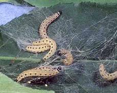 Yponomeuta Webworms - Pestipedia