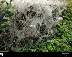 Yponomeutid Defoliator Moths - Pestipedia