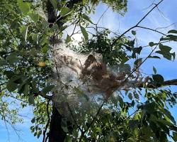 Yponomeutid Garden Webworms - Pestipedia