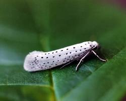 Yponomeutid Hedge Pests - Pestipedia