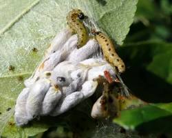 Yponomeutid Orchard Pests - Pestipedia