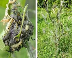 Yponomeutid Shrub Pests - Pestipedia