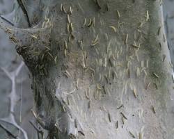 Yponomeutid Silk Nest Caterpillars - Pestipedia