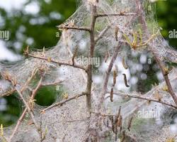 Yponomeutid Tree Webworms - Pestipedia