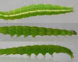 Ypsolopha Caterpillars - Pestipedia