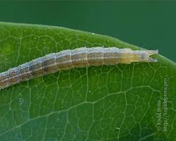 Ypsolopha Leafrollers - Pestipedia
