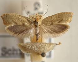 Ypsolopha Moths - Pestipedia