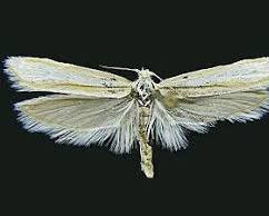 Ypsolopha Shoot Borers - Pestipedia