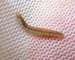 Ypsolopha Webbing Moths - Pestipedia