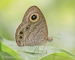 Ypthima Grass Butterflies - Pestipedia