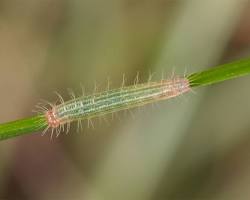 Ypthima Turf Feeders - Pestipedia