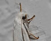 Yucca Moths - Pestipedia