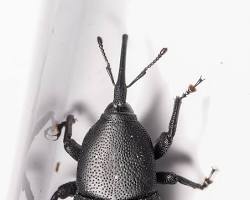 Yucca Weevils - Pestipedia