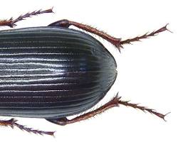 Zabrus Ground Beetles - Pestipedia