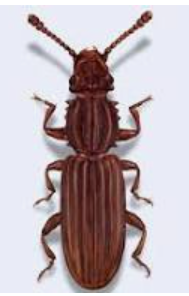Zameus Grain Beetle - Pestipedia