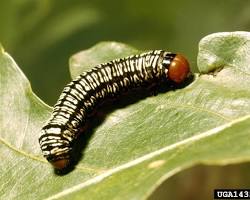 Zebra Caterpillar - Pestipedia