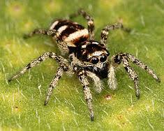 Zebra Jumping Spider - Pestipedia