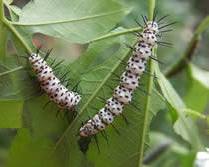 Zebra Longwing Butterfly Larvae - Pestipedia