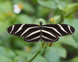 Zebra Moth - Pestipedia