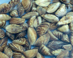 Zebra Mussel - Pestipedia