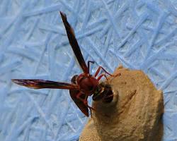 Zeta Wasps - Pestipedia