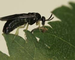 Zigzag Sawfly - Pestipedia